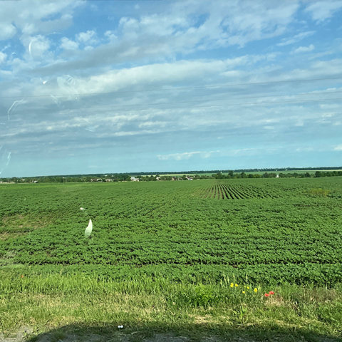 The Road to Odesa